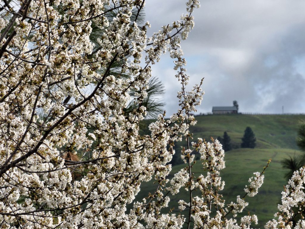 Cherry blossoms 